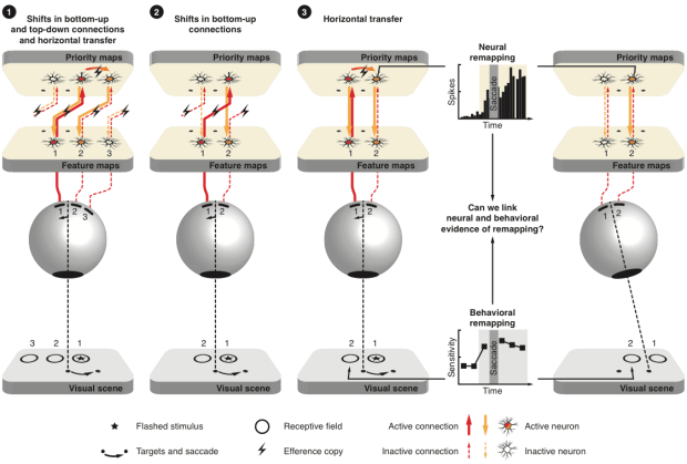 Pre-saccadic mechanisms linking neural and behavioral evidence of remapping.